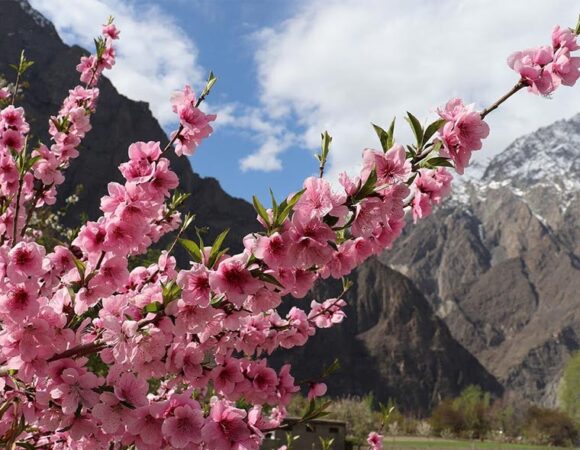 Hunza Blossom Tour | Mar-Apr