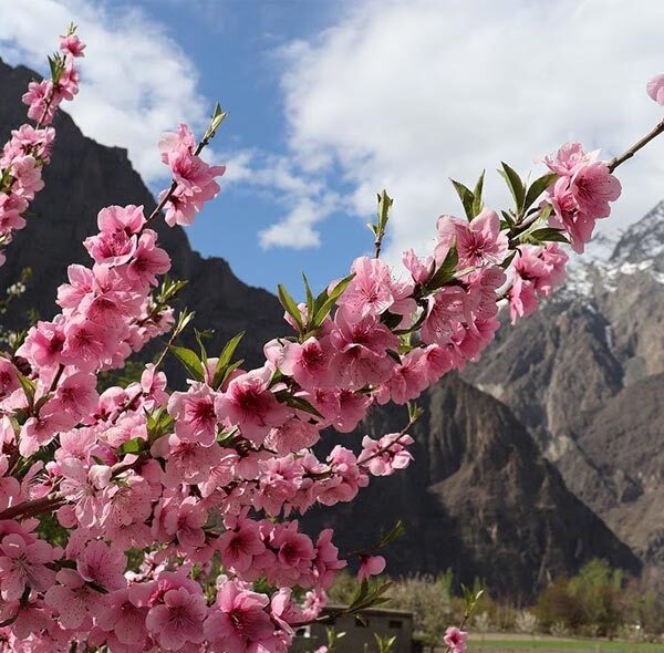 Hunza Cherry Blossom