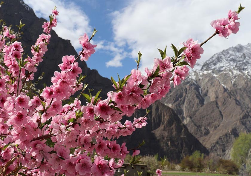 Hunza Blossom Tour | Mar-Apr