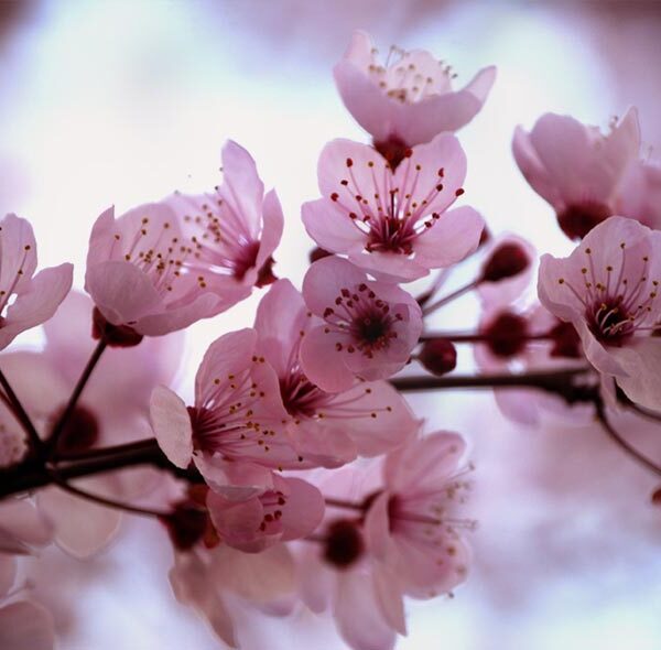 Cherry Blossom