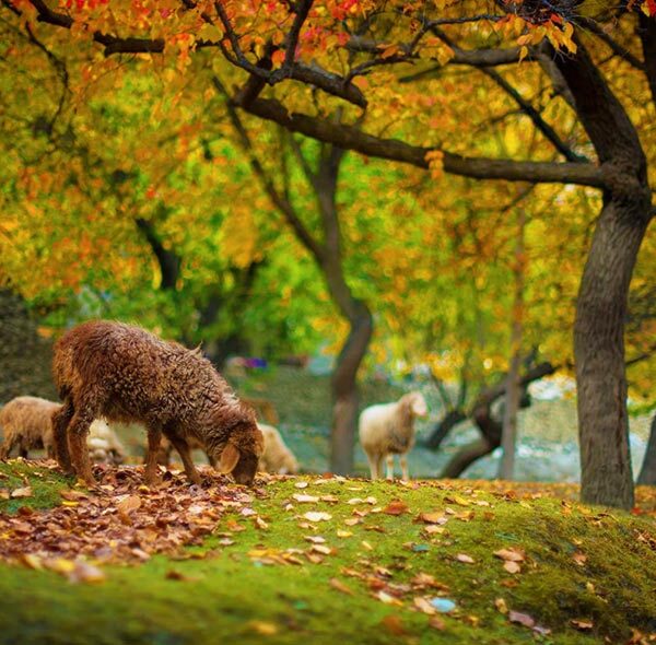 Hunza Autumn